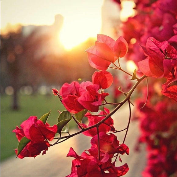 Meet your Posher, Herika - Picture 1 of 1